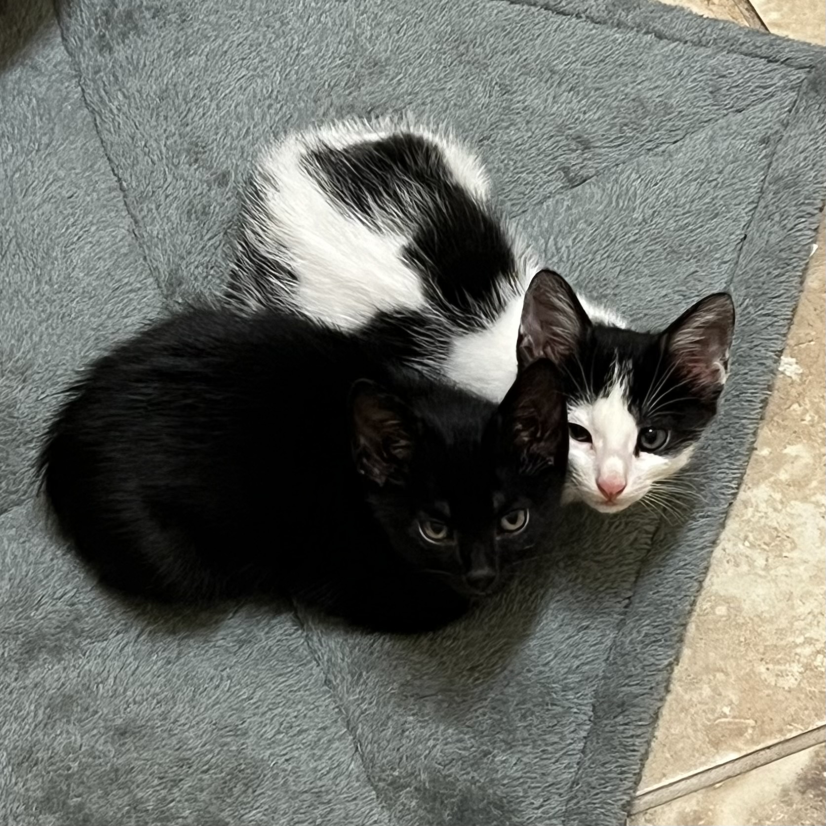Shoyu and Gomu are laying on their pet mat together.