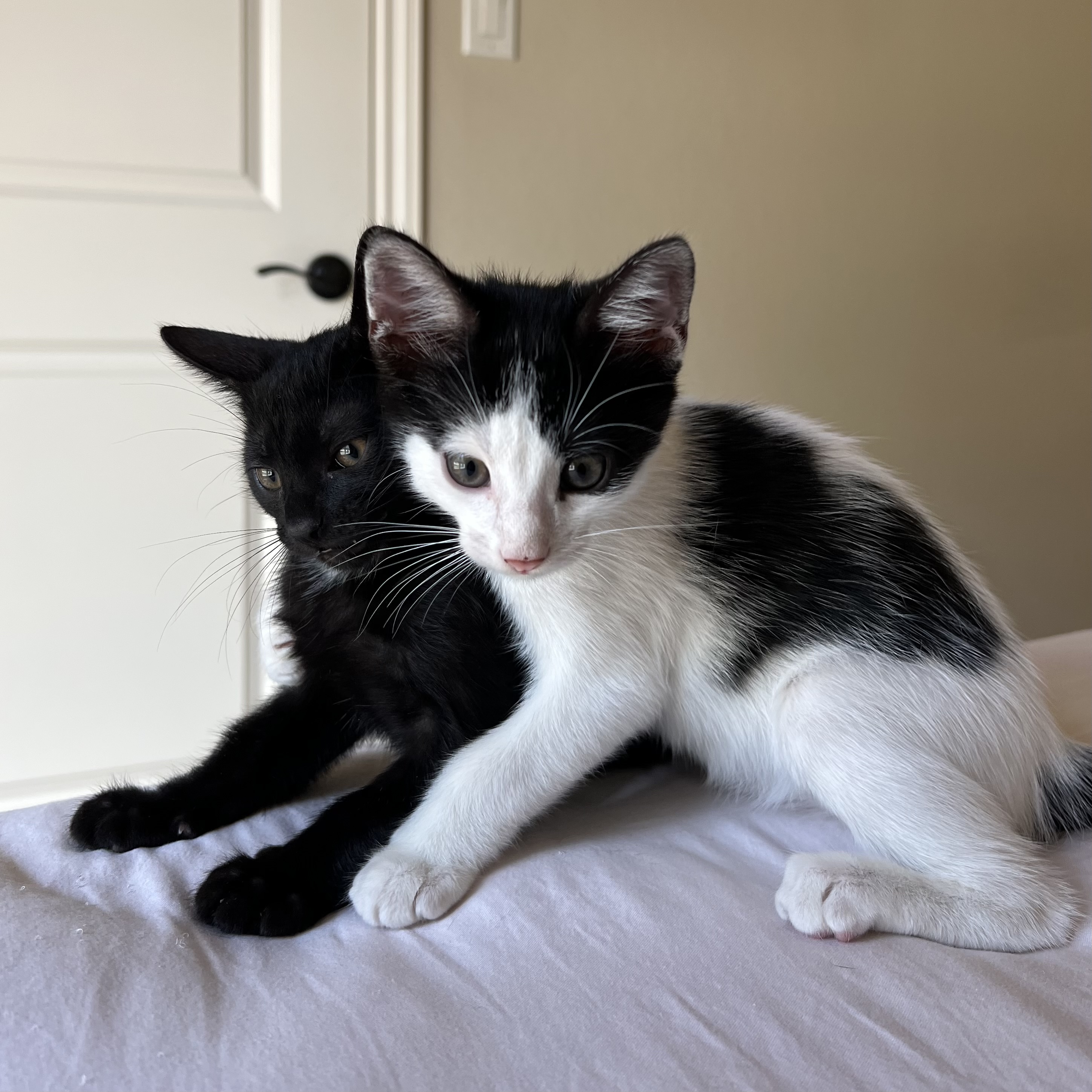 Gomu is hugging Shoyu.