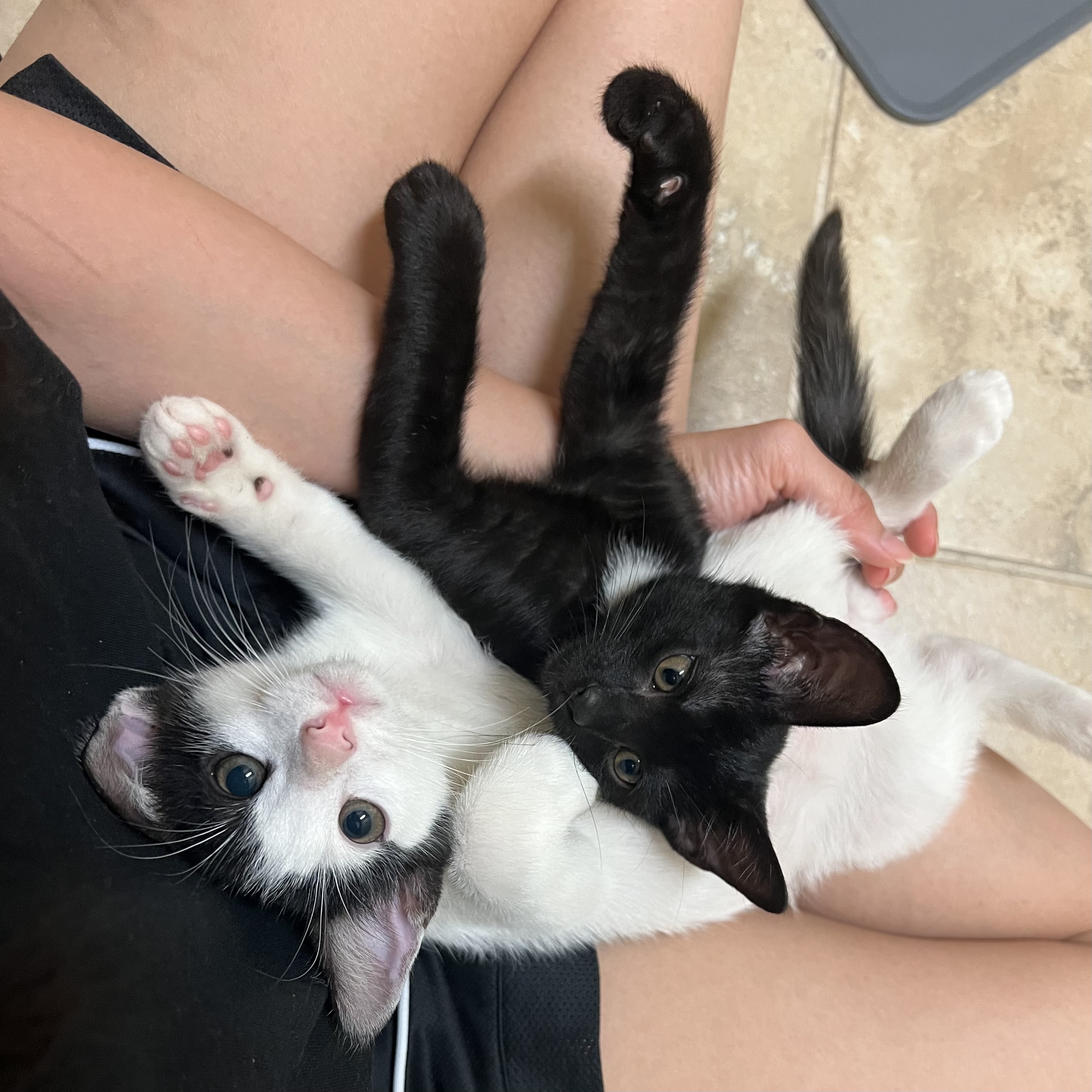 Gomu and Shoyu in my lap.