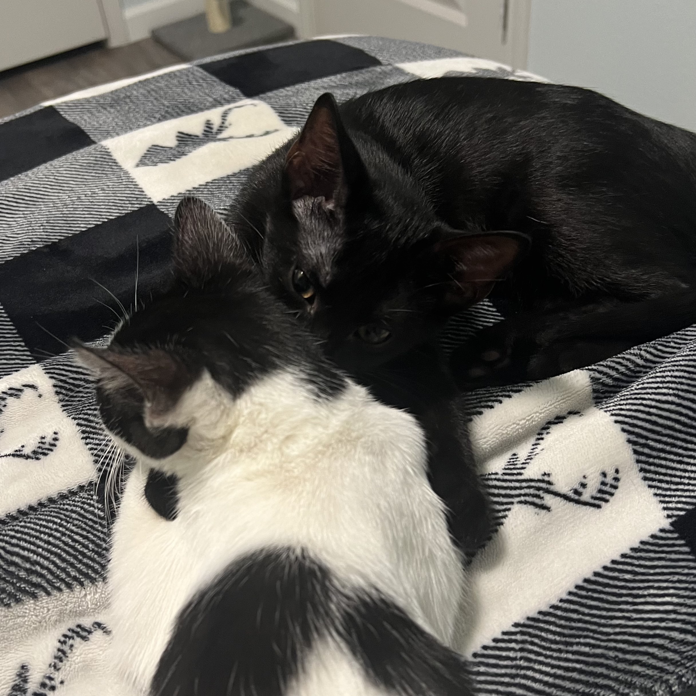 Shoyu is hugging and grooming sleeping Gomu.
