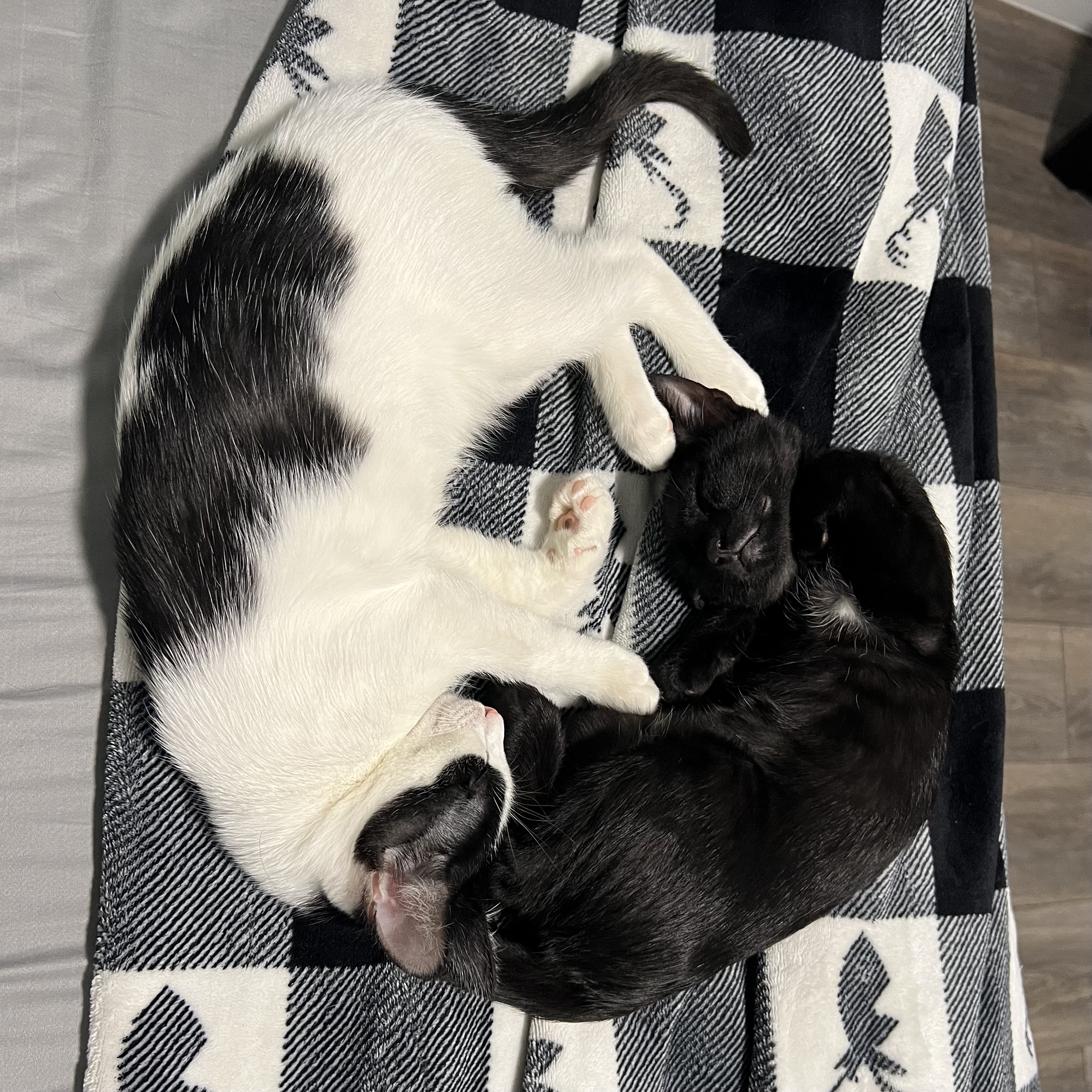 Gomu and Shoyu are curled up in opposite directions while sleeping, resembling the yin-yang symbol.