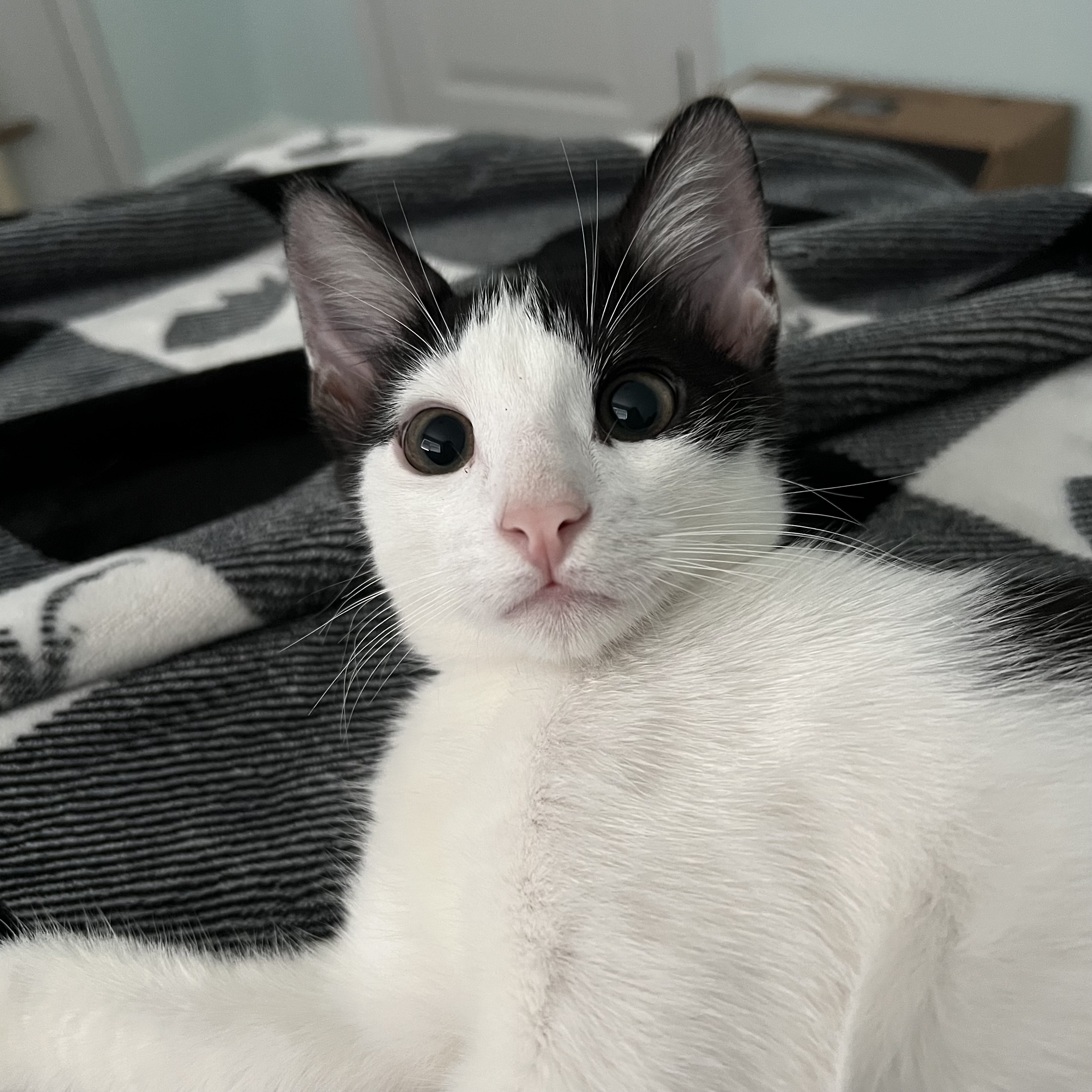 A wide-eyed Gomu.