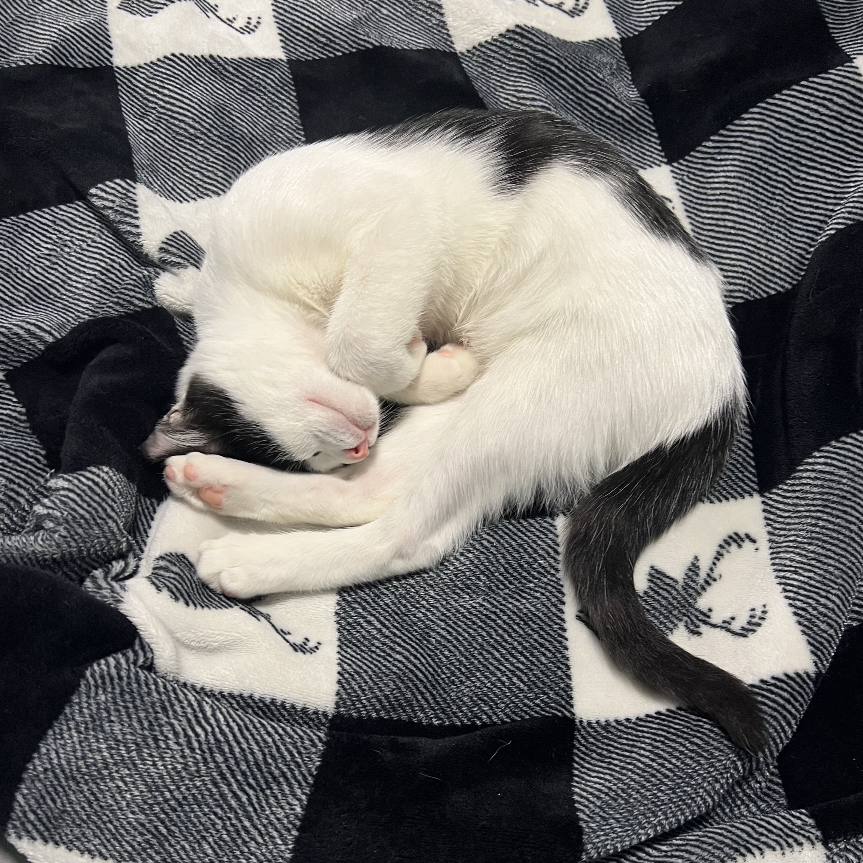 Gomu is curling up in a circle while sleeping.