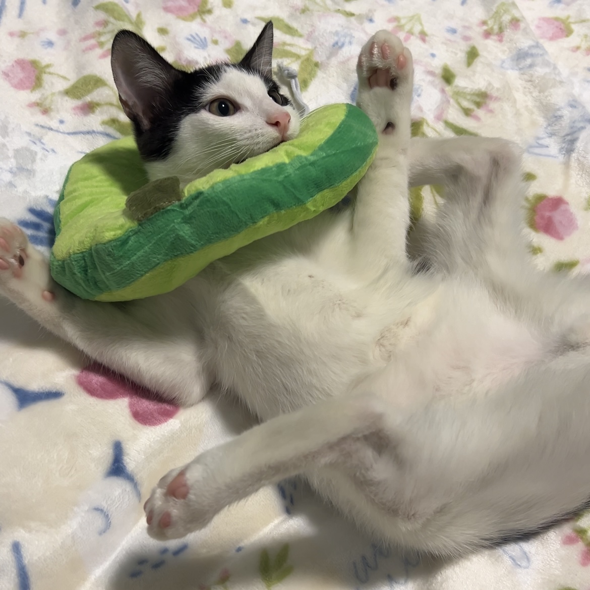 Gomu is laying on his back and spreading out his limbs while wearing an avocado-shaped soft cone collar.