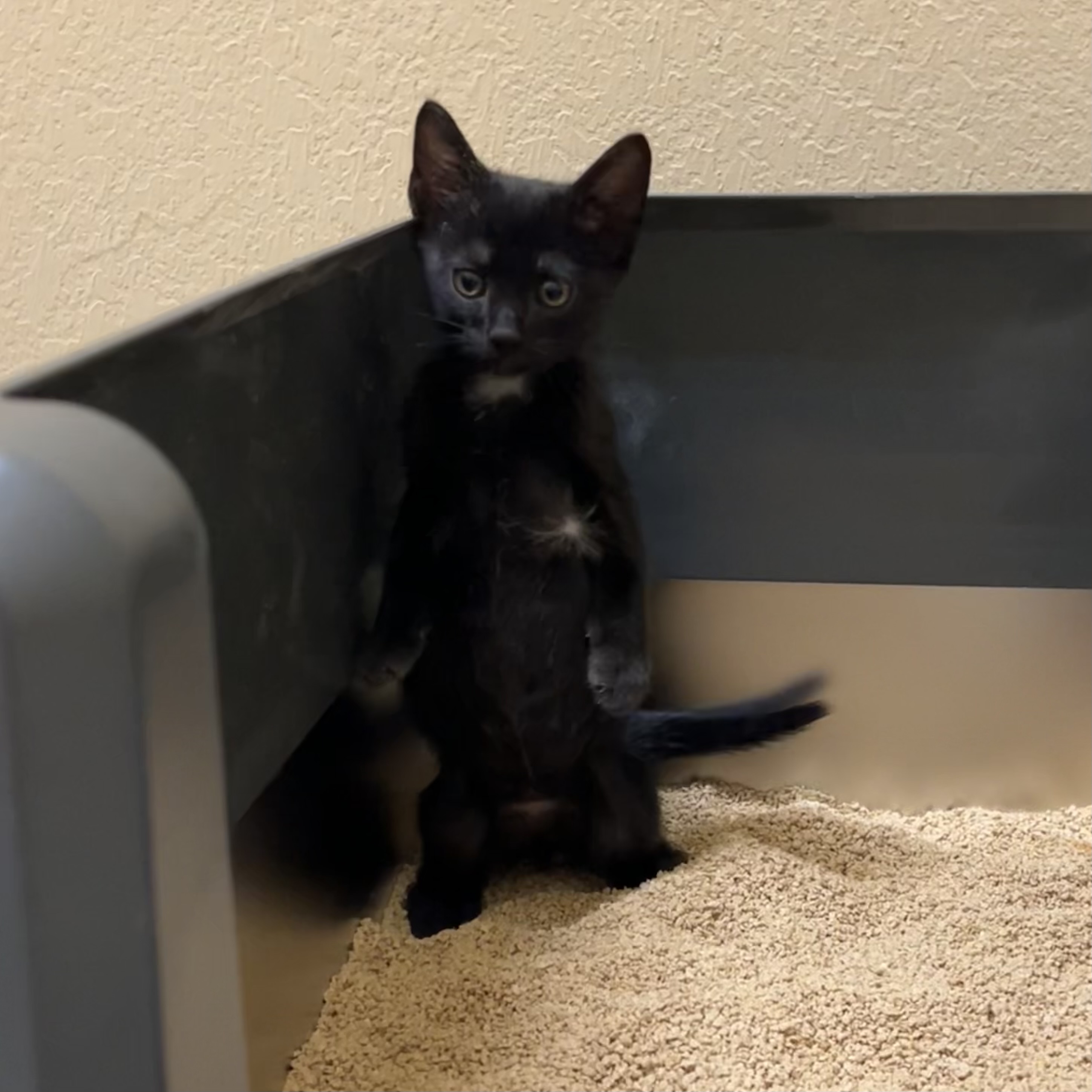 Shoyu is standing up while trying to poop.
