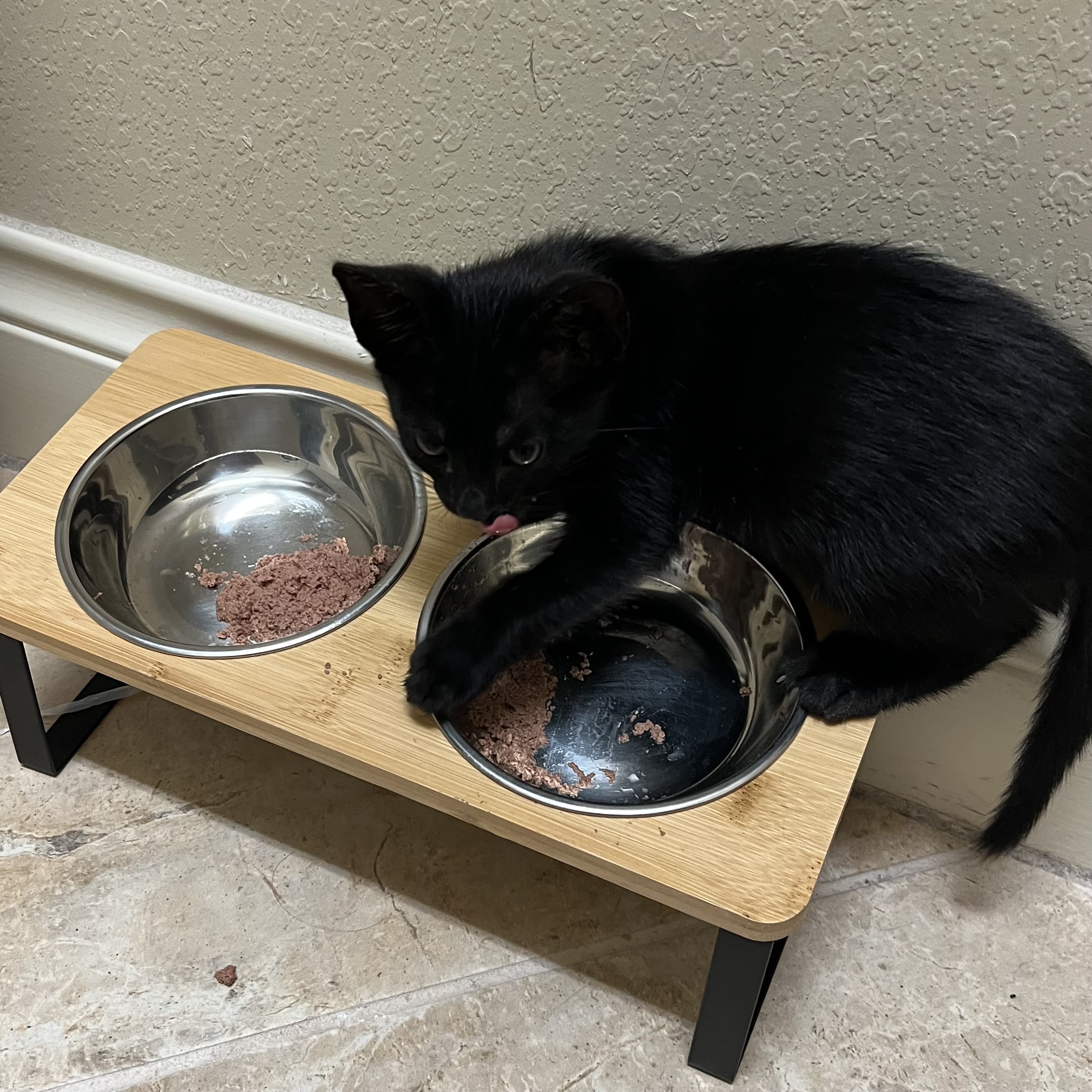 Shoyu is sticking out this tongue menacingly while standing on top of the food bowl stand.