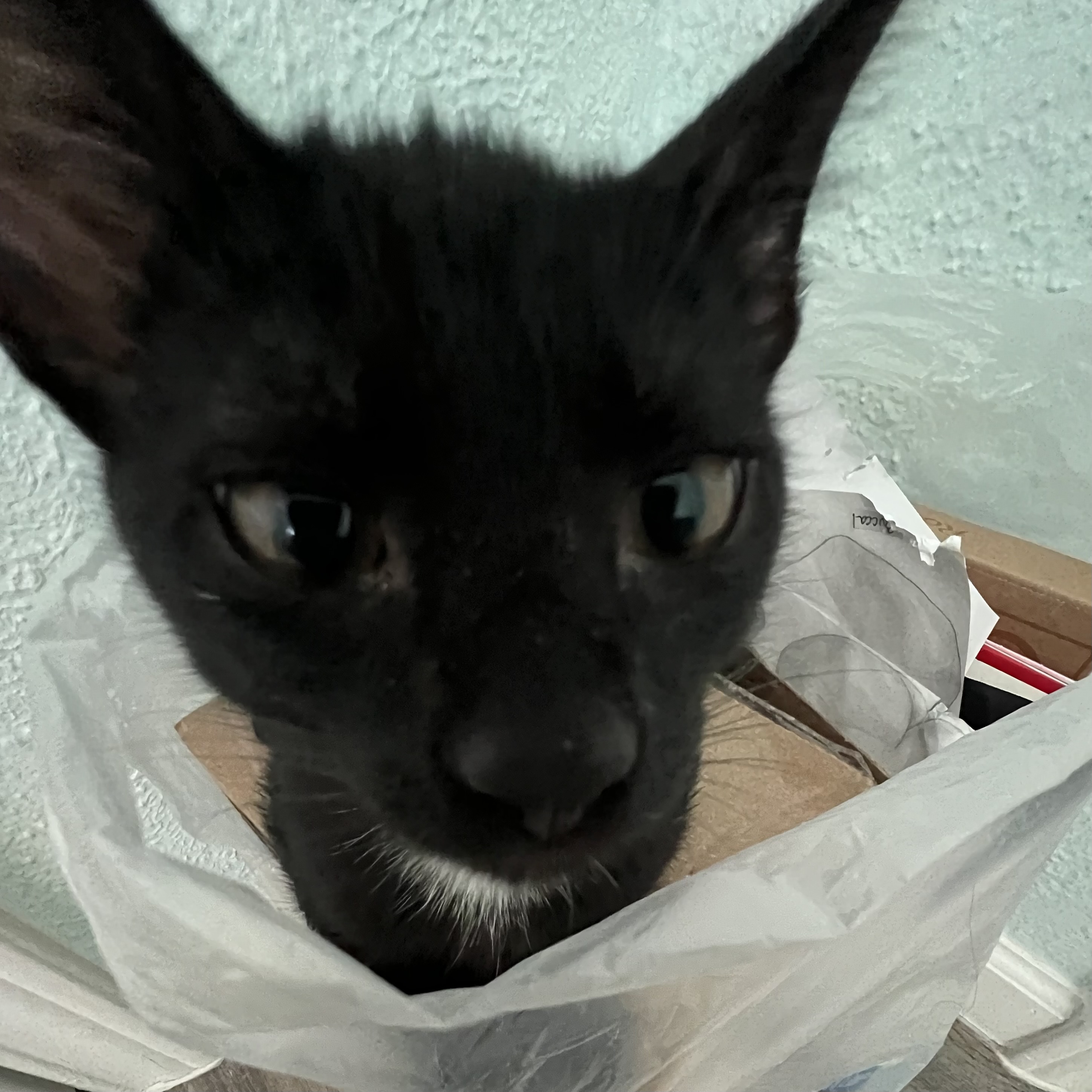 A funny .5 photo of Shoyu.