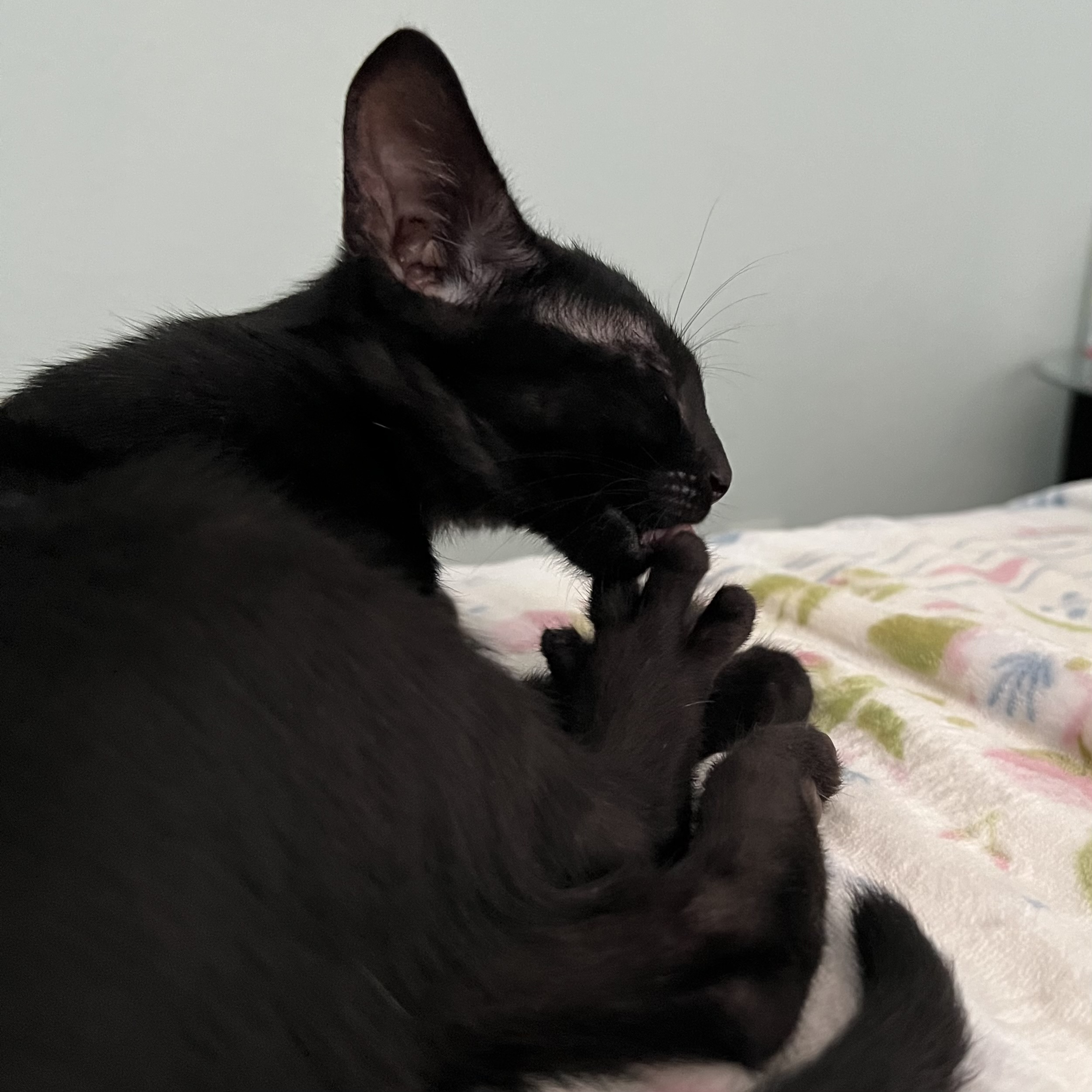Shoyu is grooming his spread-out toes.