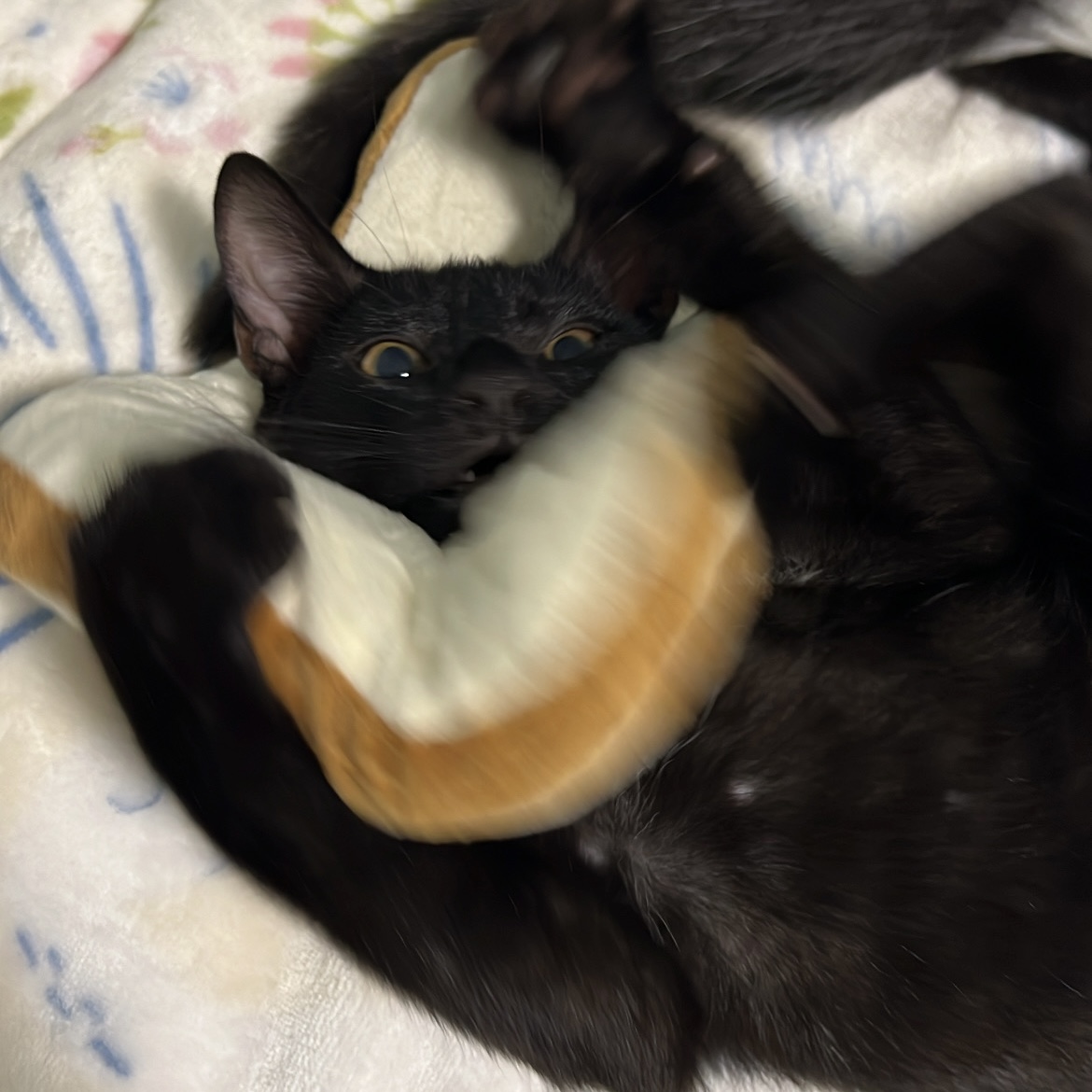 A blurry photo of distraught Shoyu wearing a toast-shaped soft cone collar.